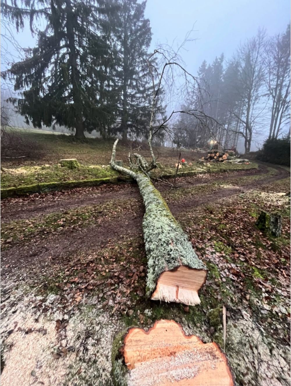 Tronc d'arbre découpé après abattage