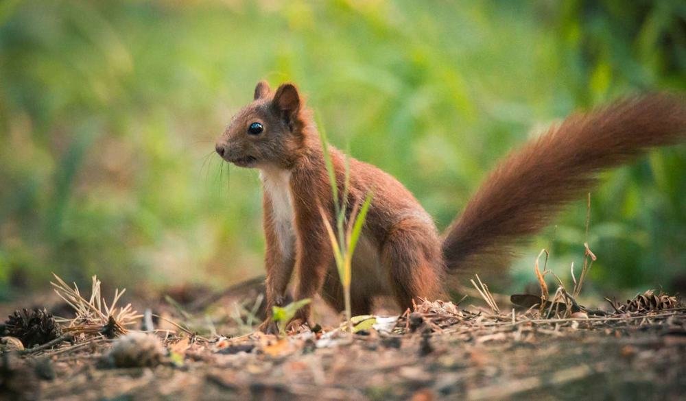 Écureuil roux dans son environnement naturel