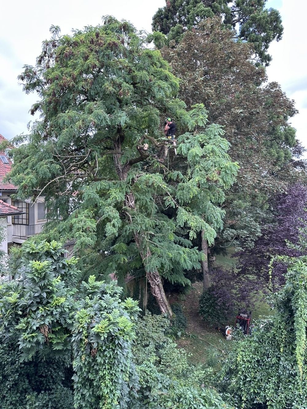 Soins aux arbres 1