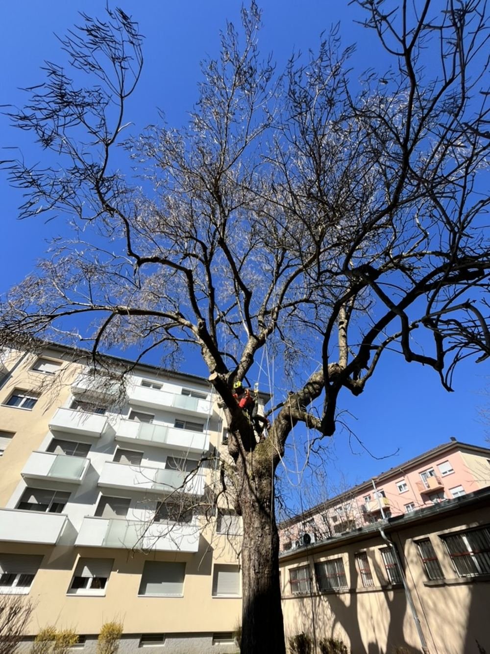 Soins aux arbres 3
