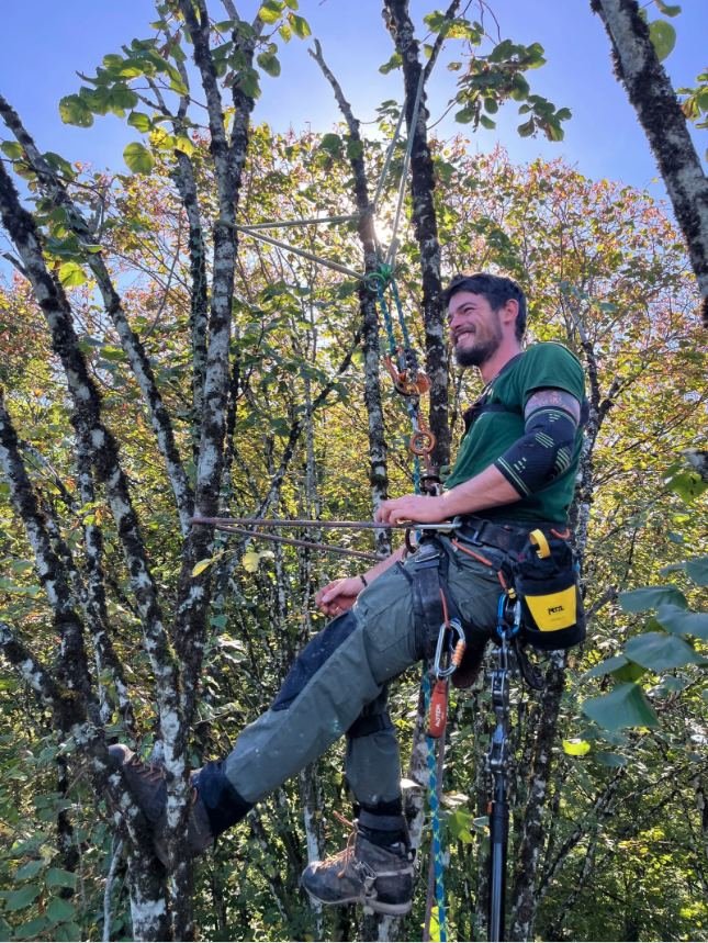 Élagueur en intervention dans un arbre, en Alsace