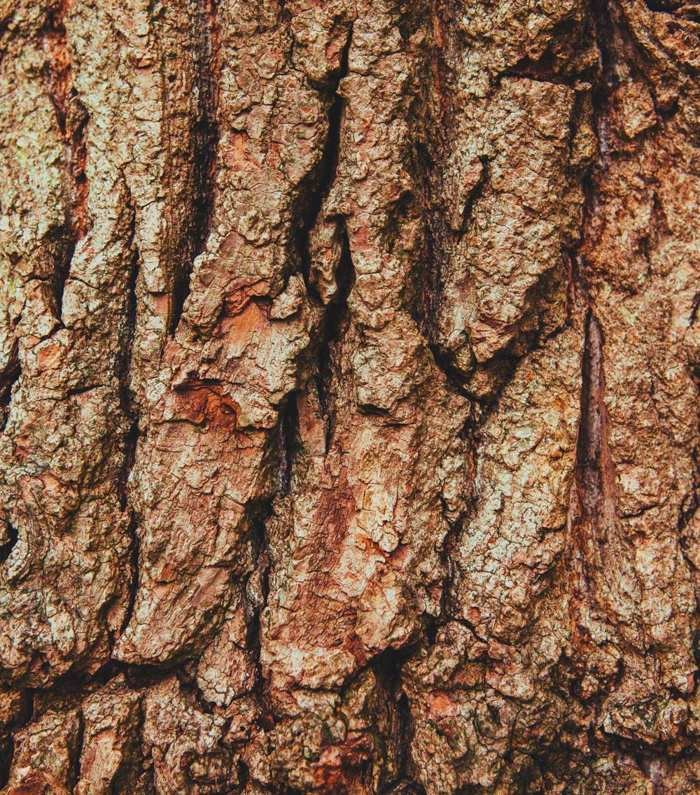 Système de haubanage installé dans un arbre